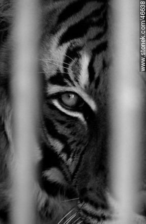 Caged tiger -  - MORE IMAGES. Photo #46638