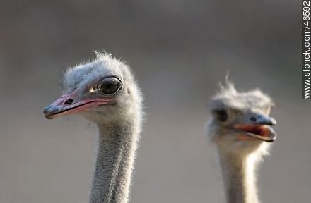 Ostriches - Department of Montevideo - URUGUAY. Photo #46592