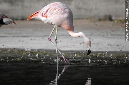 Flamingo - Department of Montevideo - URUGUAY. Photo #46582