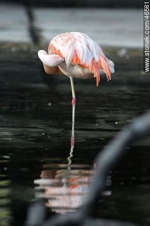 Flamingo - Department of Montevideo - URUGUAY. Photo #46581