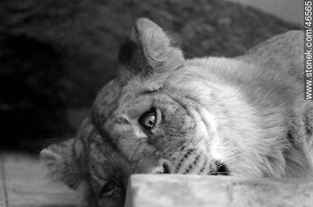 Caged lioness - Department of Montevideo - URUGUAY. Photo #46565