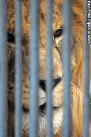 Caged lion - Department of Montevideo - URUGUAY. Photo #46564