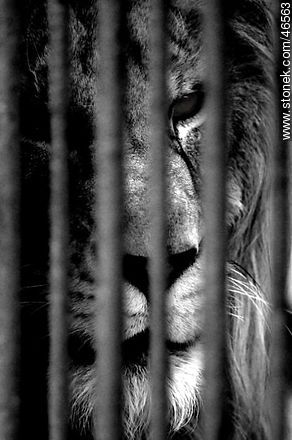 Caged lion - Department of Montevideo - URUGUAY. Photo #46563