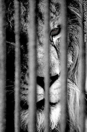Caged and jailed lion - Department of Montevideo - URUGUAY. Photo #46562