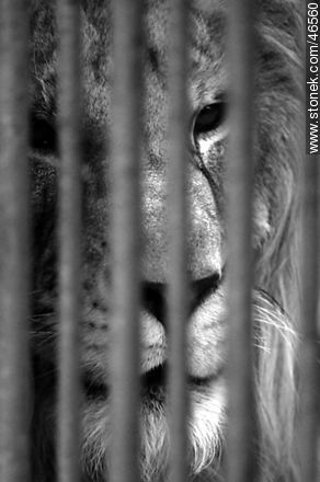 Caged lion - Department of Montevideo - URUGUAY. Photo #46560
