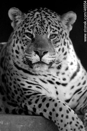 Jaguar -  - MORE IMAGES. Foto No. 46554