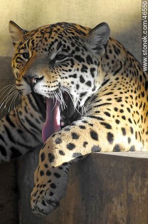 Jaguar - Fauna - MORE IMAGES. Foto No. 46550