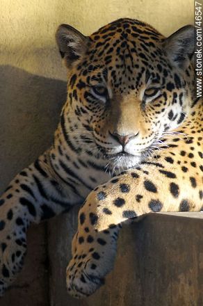 Jaguar - Fauna - MORE IMAGES. Foto No. 46547