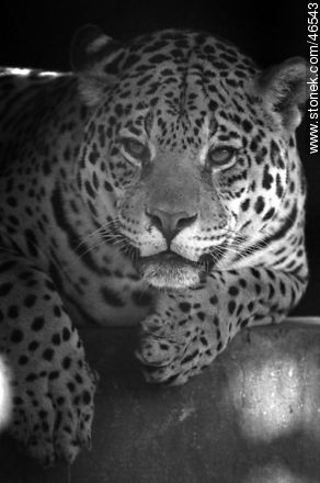 Jaguar -  - MORE IMAGES. Foto No. 46543