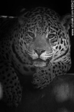 Jaguar -  - IMÁGENES VARIAS. Foto No. 46542