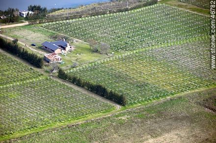 Toledo vineyards from the air. - Department of Canelones - URUGUAY. Foto No. 46782