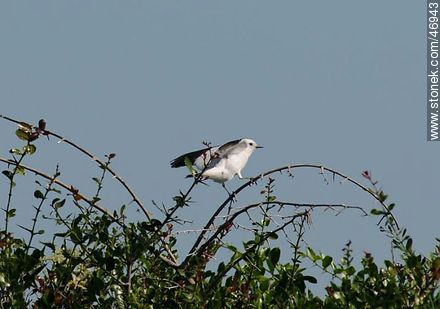 Monjita blanca - Fauna - IMÁGENES VARIAS. Foto No. 46943