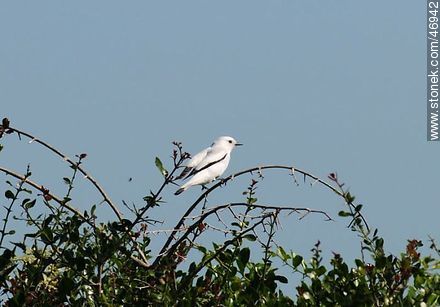 Monjita blanca - Departamento de Rocha - URUGUAY. Foto No. 46942