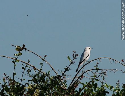 Monjita blanca - Fauna - IMÁGENES VARIAS. Foto No. 46941