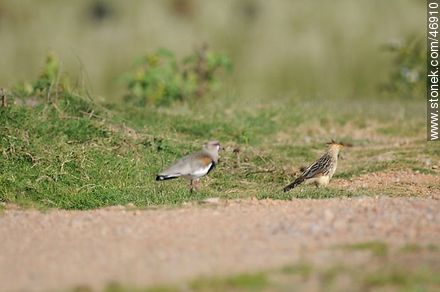 Southern Lapwing and Guira cukoo - Fauna - MORE IMAGES. Photo #46910