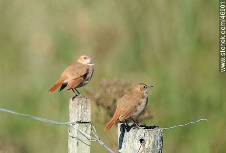 Ovenbirds - Fauna - MORE IMAGES. Photo #46901
