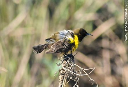 Brown - and - Yellow Marshbird - Fauna - MORE IMAGES. Photo #46900