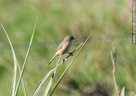 Long-tailed Reed-Finch - Fauna - MORE IMAGES. Photo #56037