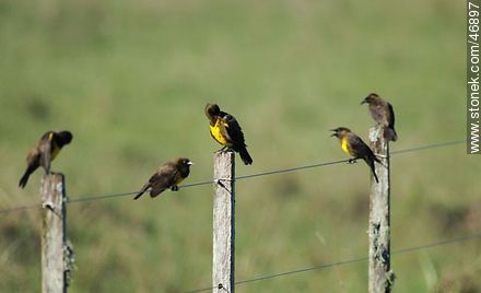 Brown - and - Yellow Marshbirds - Department of Rocha - URUGUAY. Foto No. 46897