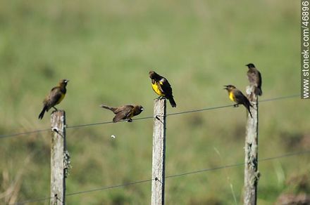 Brown - and - Yellow Marshbirds - Fauna - MORE IMAGES. Photo #46896