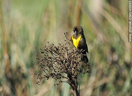 Brown - and - Yellow Marshbird - Department of Rocha - URUGUAY. Foto No. 46893