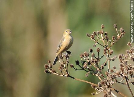 Corbatita o Gargantillo Común hembra - Fauna - IMÁGENES VARIAS. Foto No. 56031