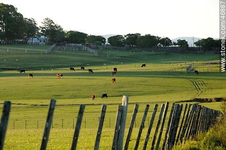 Cattle in the field at sunset - Department of Rocha - URUGUAY. Photo #46887