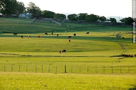 Cattle in the field at sunset - Department of Rocha - URUGUAY. Foto No. 46886