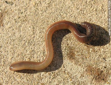 Earthworm - Fauna - MORE IMAGES. Photo #47024