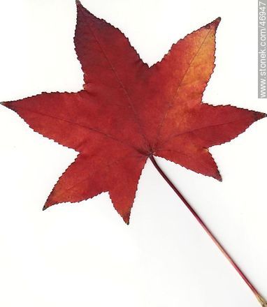 Autumn leaf - Flora - MORE IMAGES. Photo #46947