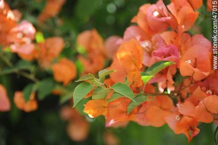 Orange bougainvillea - Flora - MORE IMAGES. Photo #47015