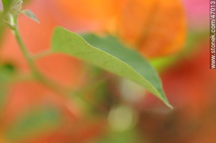 Orange bougainvillea - Flora - MORE IMAGES. Photo #47013