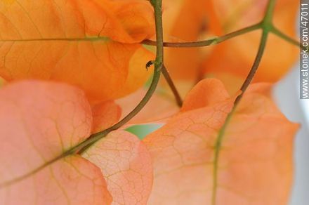 Orange bougainvillea - Flora - MORE IMAGES. Photo #47011