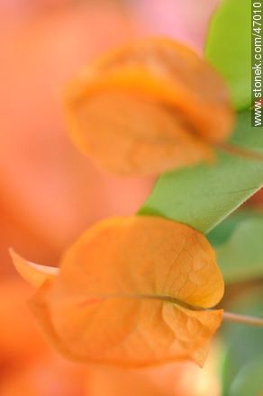 Orange bougainvillea - Flora - MORE IMAGES. Photo #47010