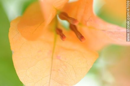 Orange bougainvillea - Flora - MORE IMAGES. Photo #47009