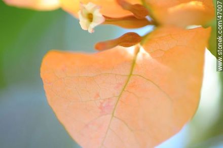 Orange bougainvillea - Flora - MORE IMAGES. Photo #47007