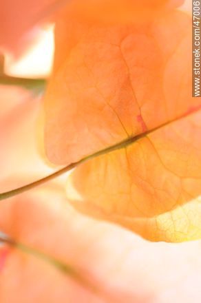 Orange bougainvillea - Flora - MORE IMAGES. Photo #47006