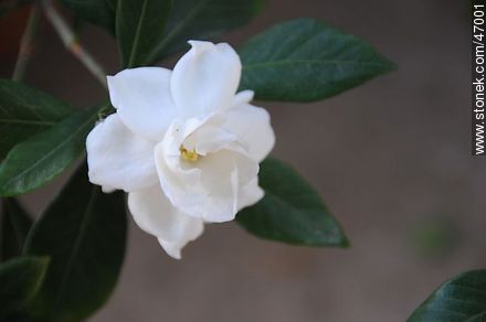 Flor de jazmín inglés - Flora - IMÁGENES VARIAS. Foto No. 47001