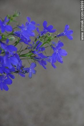 Blue lobelia - Flora - MORE IMAGES. Photo #46999