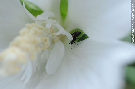 Ant in altea - Flora - MORE IMAGES. Photo #46998