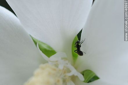 Ant in altea - Flora - MORE IMAGES. Photo #46997