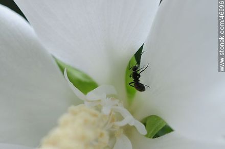 Ant in altea - Flora - MORE IMAGES. Photo #46996