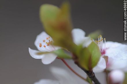 Plum flower - Flora - MORE IMAGES. Photo #46982