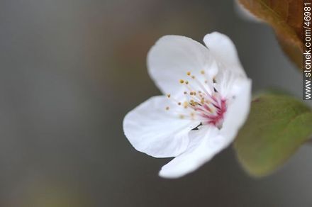 Flor de ciruelo - Flora - IMÁGENES VARIAS. Foto No. 46981