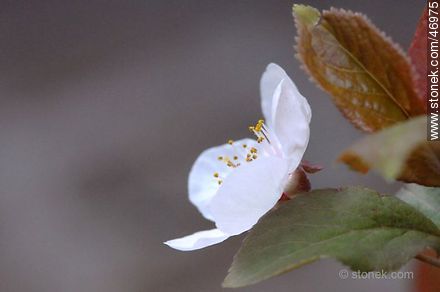 Plum flower - Flora - MORE IMAGES. Photo #46975