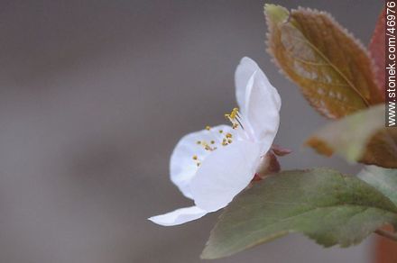 Flor de ciruelo - Flora - IMÁGENES VARIAS. Foto No. 46976
