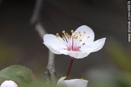 Flor de ciruelo - Flora - IMÁGENES VARIAS. Foto No. 46974