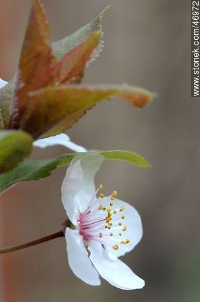 Flor de ciruelo - Flora - IMÁGENES VARIAS. Foto No. 46972