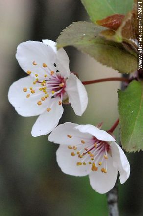 Flor de ciruelo - Flora - IMÁGENES VARIAS. Foto No. 46971