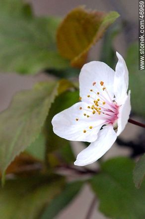 Flor de ciruelo - Flora - IMÁGENES VARIAS. Foto No. 46969